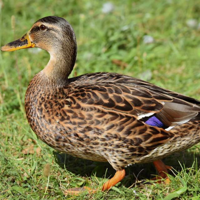 Imagem do grupo Duck